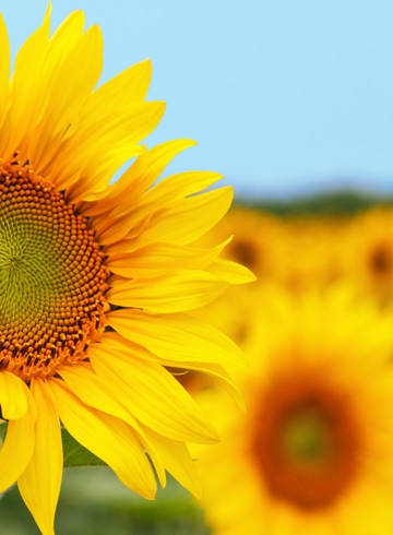 Sunflower Oil