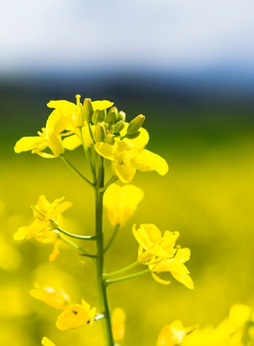 Canola Oil