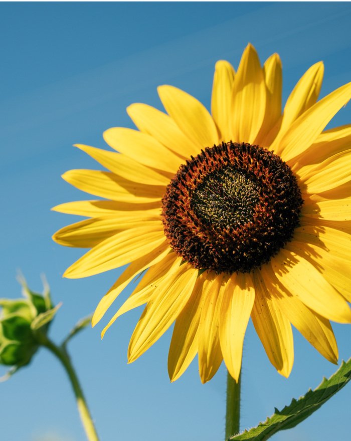 pexels-brett-sayles-2817056