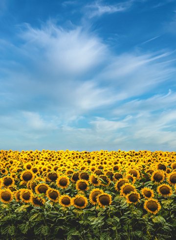 pexels-todd-trapani-5241874