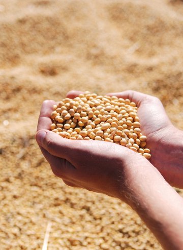 soybean-ge37790369_1920