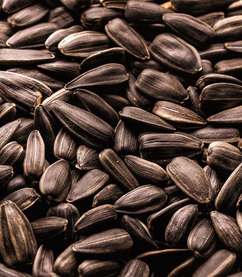 sunflower-gb5179b2e8_1920